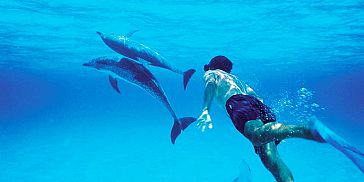 Swim with Dolphins: 2.5-hour Budget Trip